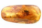 Detailed Fossil Crane Fly, Leafhoppers & True Midge In Baltic Amber #315535-1